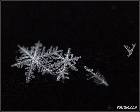 Beauty of Snow Flakes on Plants