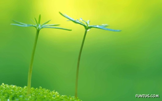 Sprouts in the Spring Season