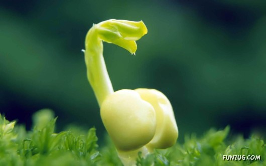 Sprouts in the Spring Season