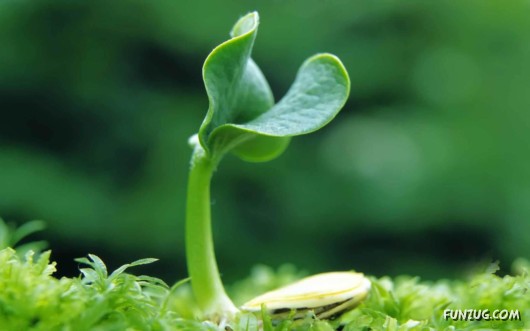 Sprouts in the Spring Season