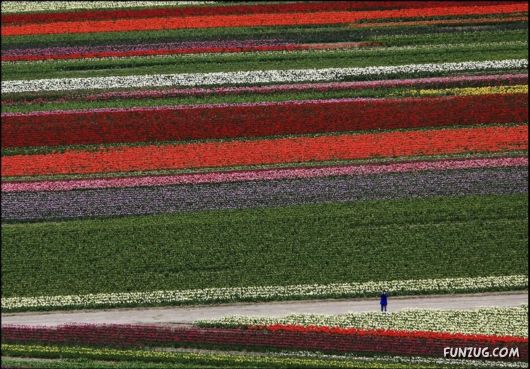 Beautiful Tulip Gardens