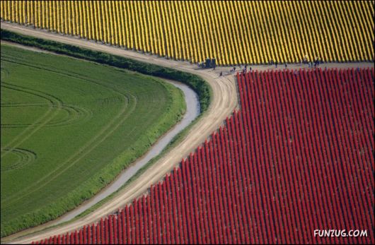 Beautiful Tulip Gardens