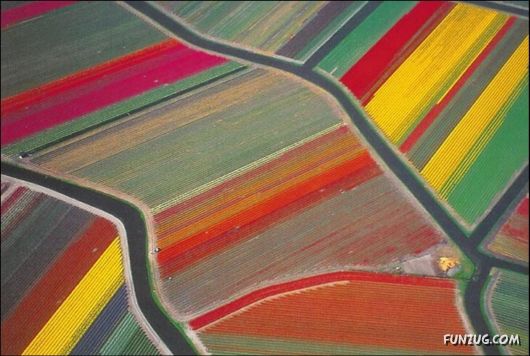 Beautiful Tulip Gardens