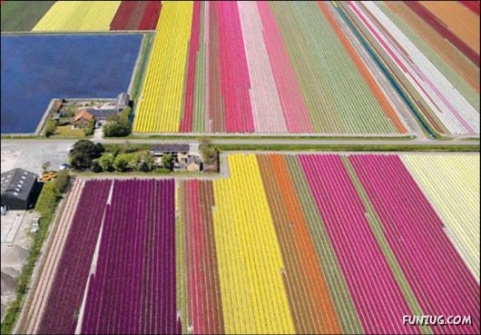 Beautiful Tulip Gardens