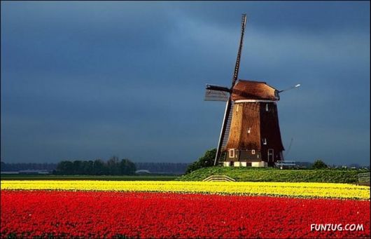 Beautiful Tulip Gardens