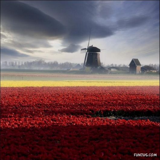 Beautiful Tulip Gardens