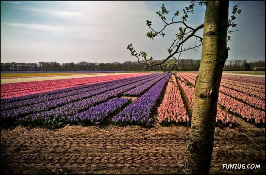 Beautiful Tulip Gardens