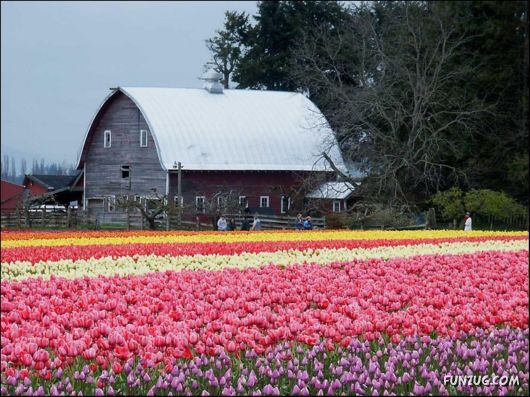 Beautiful Tulip Gardens