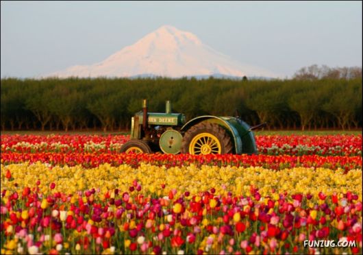 Beautiful Tulip Gardens