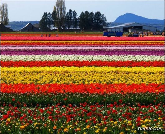 Beautiful Tulip Gardens