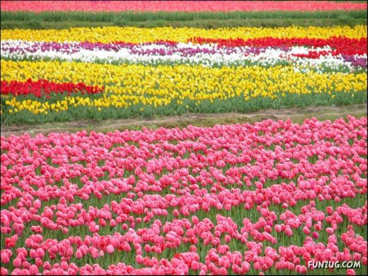 Beautiful Tulip Gardens