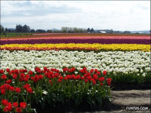Beautiful Tulip Gardens