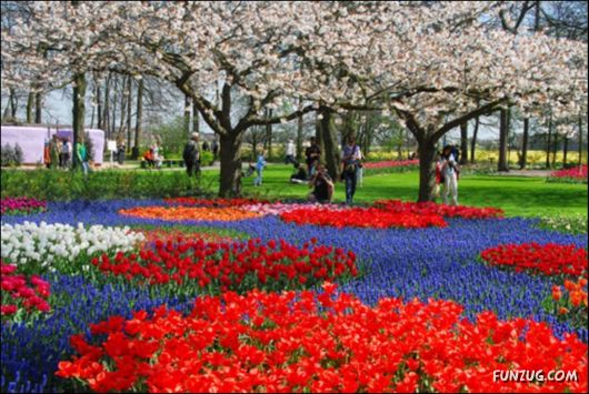 Beautiful Tulip Gardens