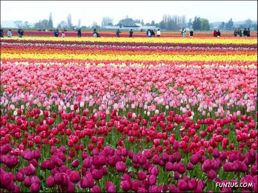 Beautiful Tulip Gardens