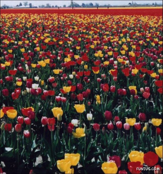 Beautiful Tulip Gardens