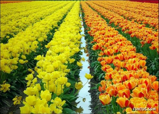 Beautiful Tulip Gardens | Funzug.com