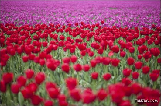 Beautiful Tulip Gardens