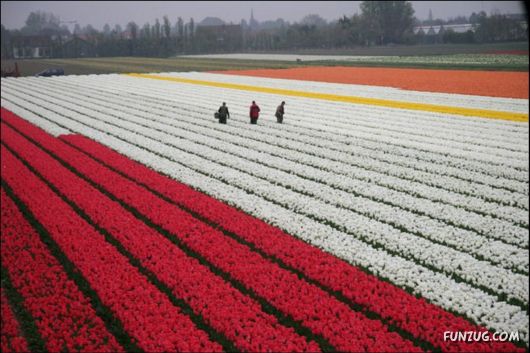 Beautiful Tulip Gardens