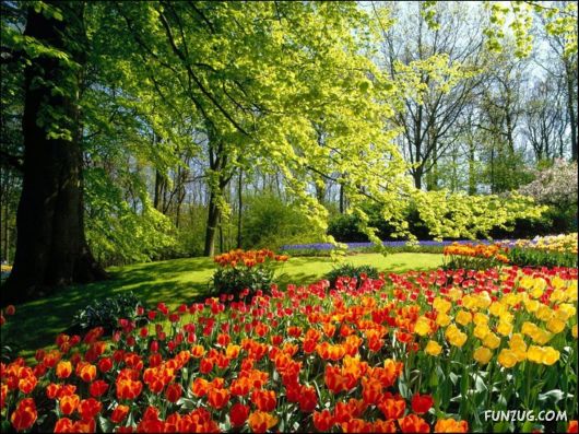 Beautiful Tulip Gardens