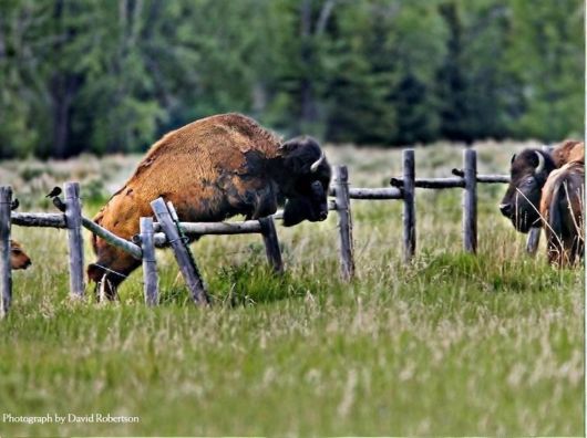 Wonderful Nature Photography