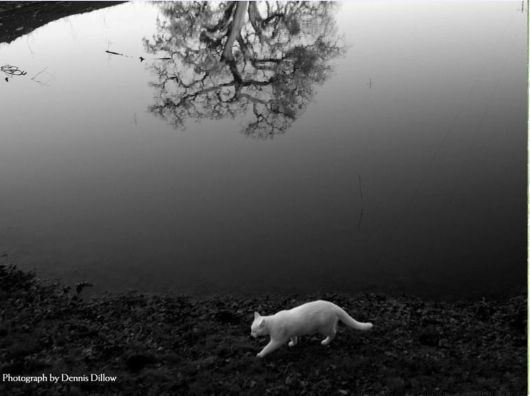 Wonderful Nature Photography