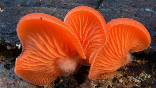 The Magical World Of Mushrooms