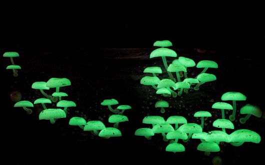 The Magical World Of Mushrooms