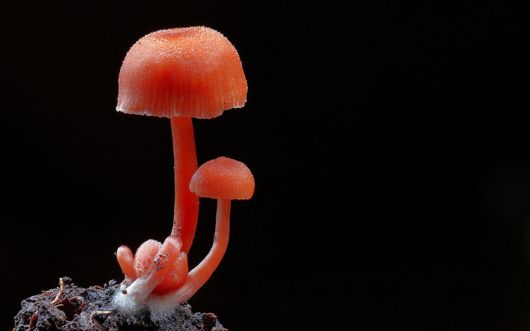 The Magical World Of Mushrooms