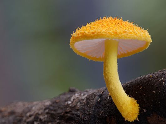 The Magical World Of Mushrooms