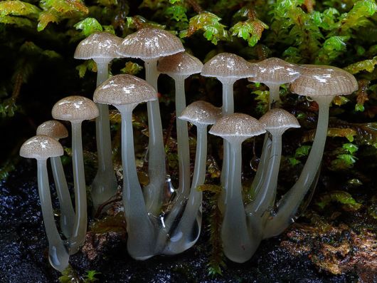 The Magical World Of Mushrooms
