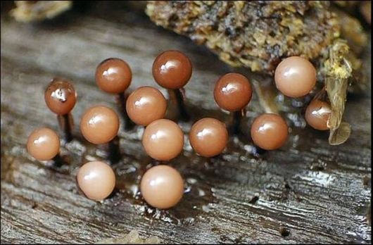 Mushrooms May Be Beautiful Too