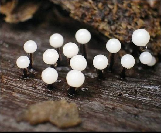 Mushrooms May Be Beautiful Too