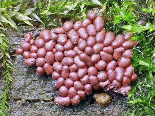 Mushrooms May Be Beautiful Too