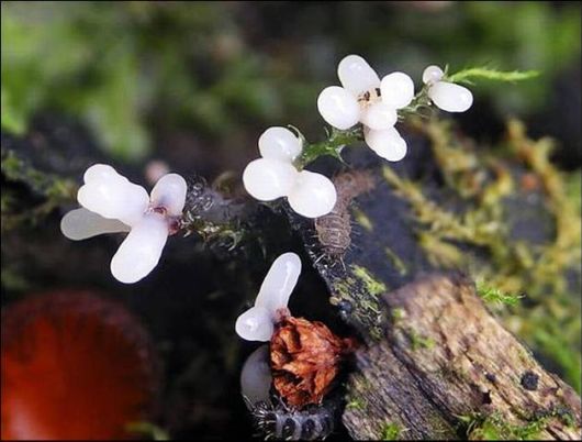 Mushrooms May Be Beautiful Too