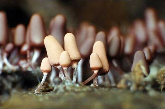 Mushrooms May Be Beautiful Too