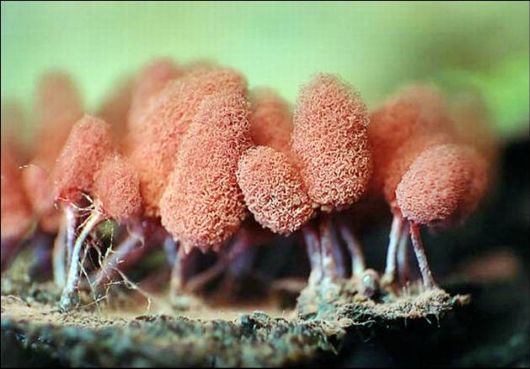 Mushrooms May Be Beautiful Too