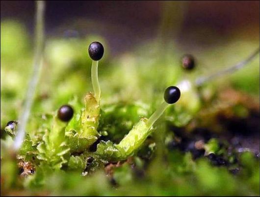 Mushrooms May Be Beautiful Too