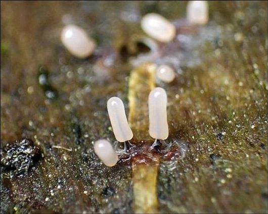 Mushrooms May Be Beautiful Too