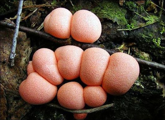 Mushrooms May Be Beautiful Too