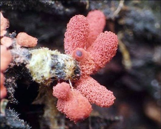 Mushrooms May Be Beautiful Too