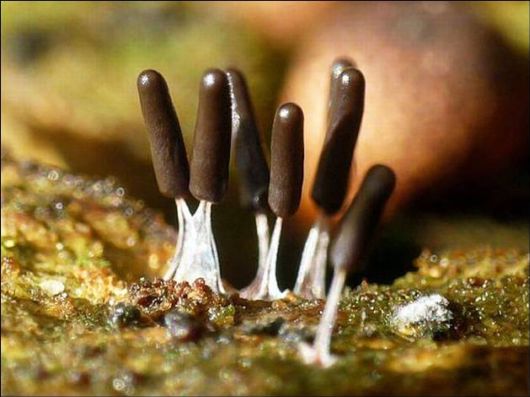 Mushrooms May Be Beautiful Too