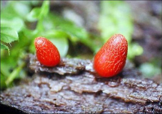 Mushrooms May Be Beautiful Too