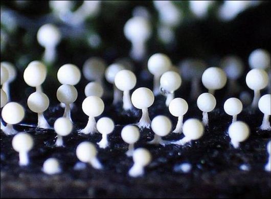 Mushrooms May Be Beautiful Too