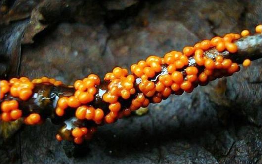 Mushrooms May Be Beautiful Too