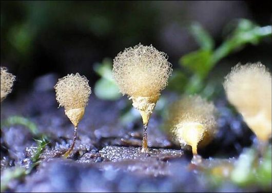 Mushrooms May Be Beautiful Too