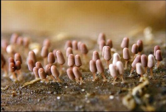 Mushrooms May Be Beautiful Too