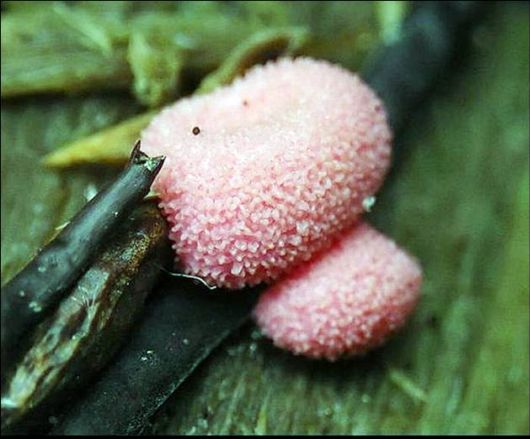 Mushrooms May Be Beautiful Too