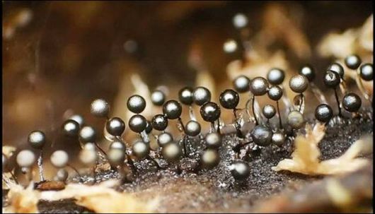 Mushrooms May Be Beautiful Too