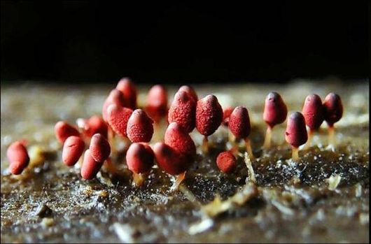 Mushrooms May Be Beautiful Too