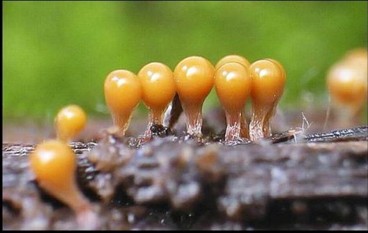 Mushrooms May Be Beautiful Too